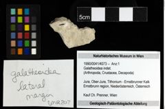 Foto (Objekt + Etiketten) von Galatheoidea indet. 